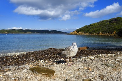France, Var (83), Iles d'Hyères, parc national de Port Cros, Ile de Port-Cros, plage du Sud