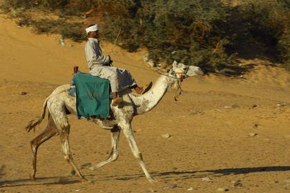 Egypt, Upper Egypt, Nubia, Nile Valley, Aswan, camel driver on the sand dunes of the left bank