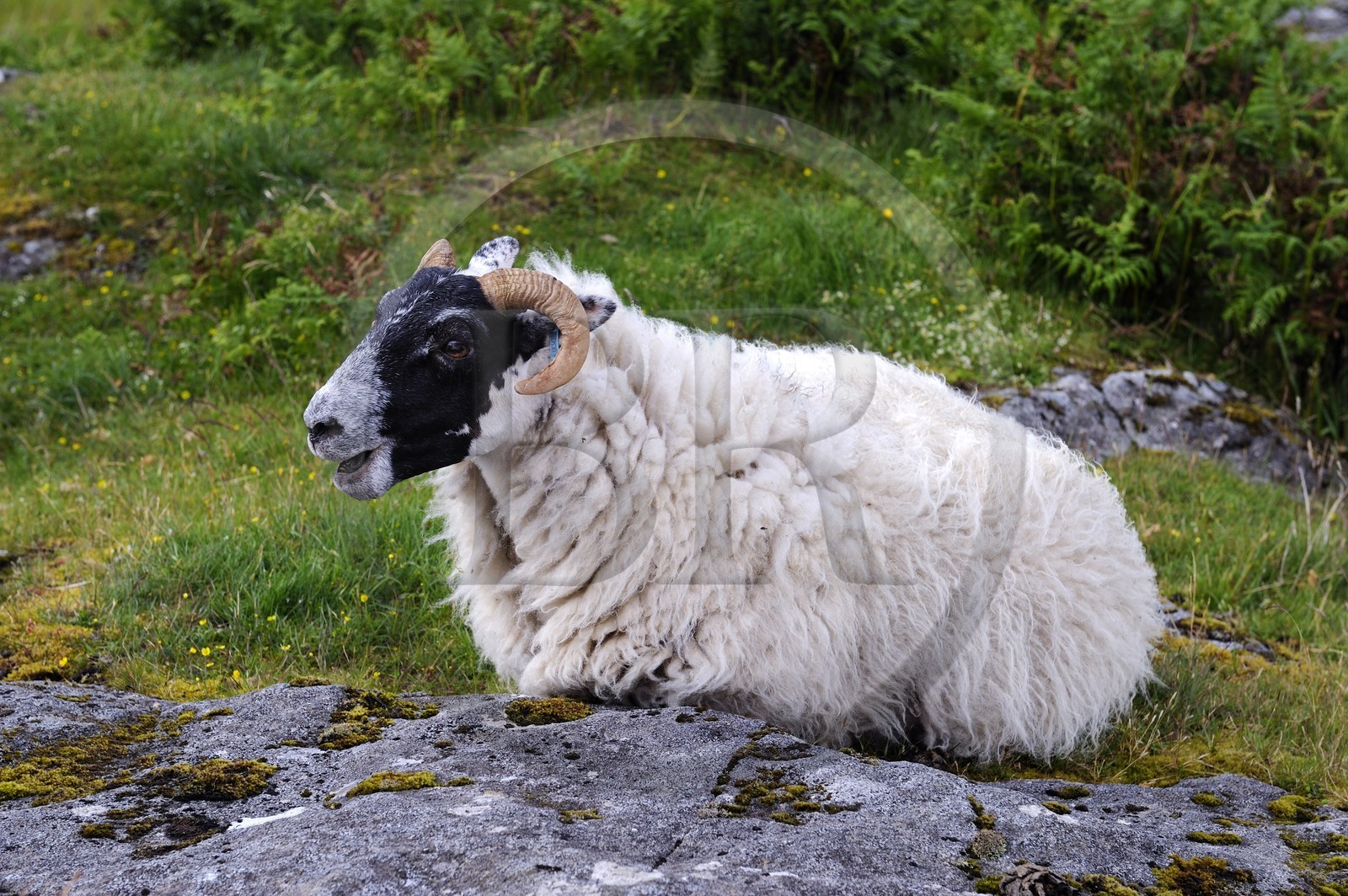 Royaume-Uni, Ecosse, Highland, Hébrides intérieures, Ile de Mull, bélier