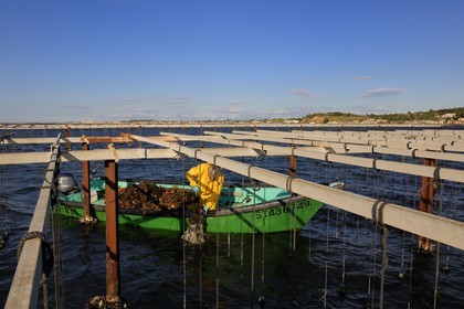 France, Hérault (34), Bouzigues, étang de Thau, l'élevage en suspension sur des cordes dans le parc à huîtres