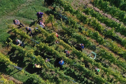 France, Haut-Rhin (68), Route des vins d'Alsace, Riquewihr, labellis