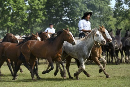 Argentine, province de Buenos Aires, San Antonio de Areco, fête du Jour de la Tradition (Dia de la Tradicion), figure appelée enchevêtrement de troupeaux (Entrevero de tropillas)