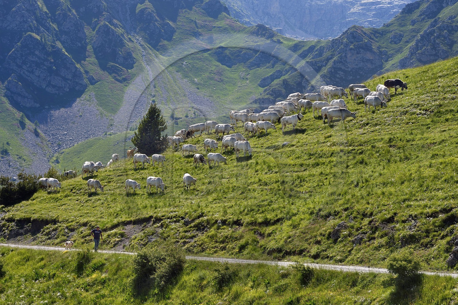 France, Alpes-Maritimes, Roya Valley (Nice hinterland), at the foot of the Mercantour National Park, Piedmonteese cow herd in alpine pasture at the col (pass) de Tende and its guardian Jean-Pierre Carletto that comes from Fossano in Italy