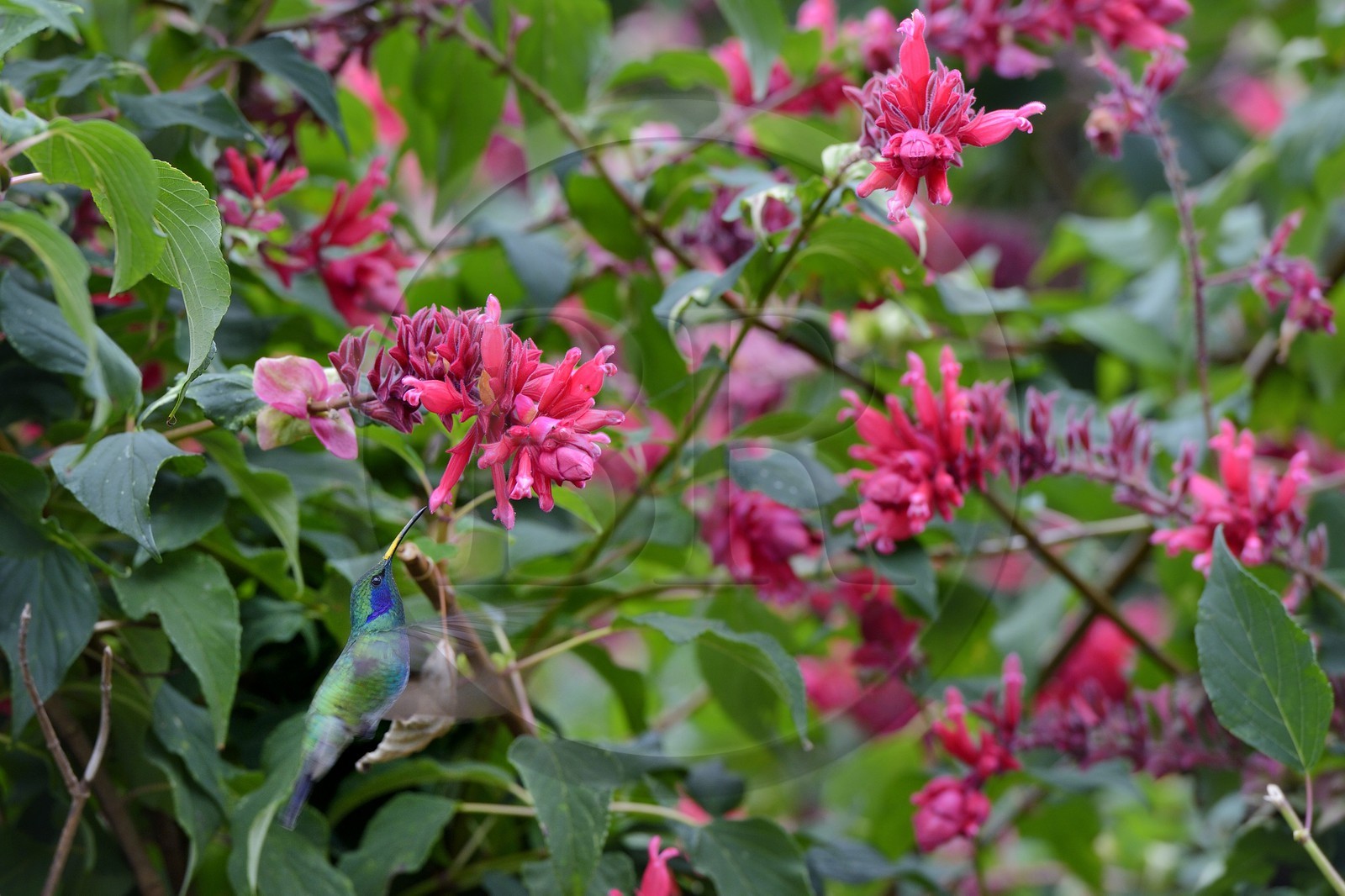 Panama, province de Chiriqui, Boquete, plantation de café Finca Lerida, colibri en vol stationnaire
