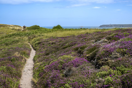 France, Côtes d'Armor (22), Grand Site de France Cap d'Erquy – Cap Fréhel, Fréhel, la bruyère cendrée est très présente dans la lande que traverse le chemin de Grande Randonnée GR34 et le phare du Cap Fréhel en arrière plan
