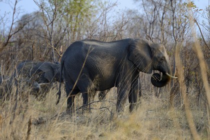 Zimbabwe, Matabeleland North Province, Hwange National Park, wild african elephant (Loxodonta africana)