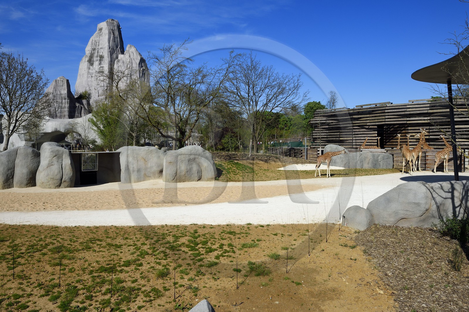 France, Paris (75), Le Parc zoologique de Paris (Zoo de Vincennes), le groupe des seize girafes (Giraffa camelopardalis) dans la biozone Sahel-Soudan, en arrière plan le Grand Rocher qui est l’emblème du zoo depuis 1934