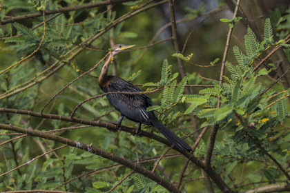 Rwanda, Parc national de l'Akagera, le lac Ihema, Anhinga d'Afrique (Anhinga rufa), parfois appelé oiseau-serpent