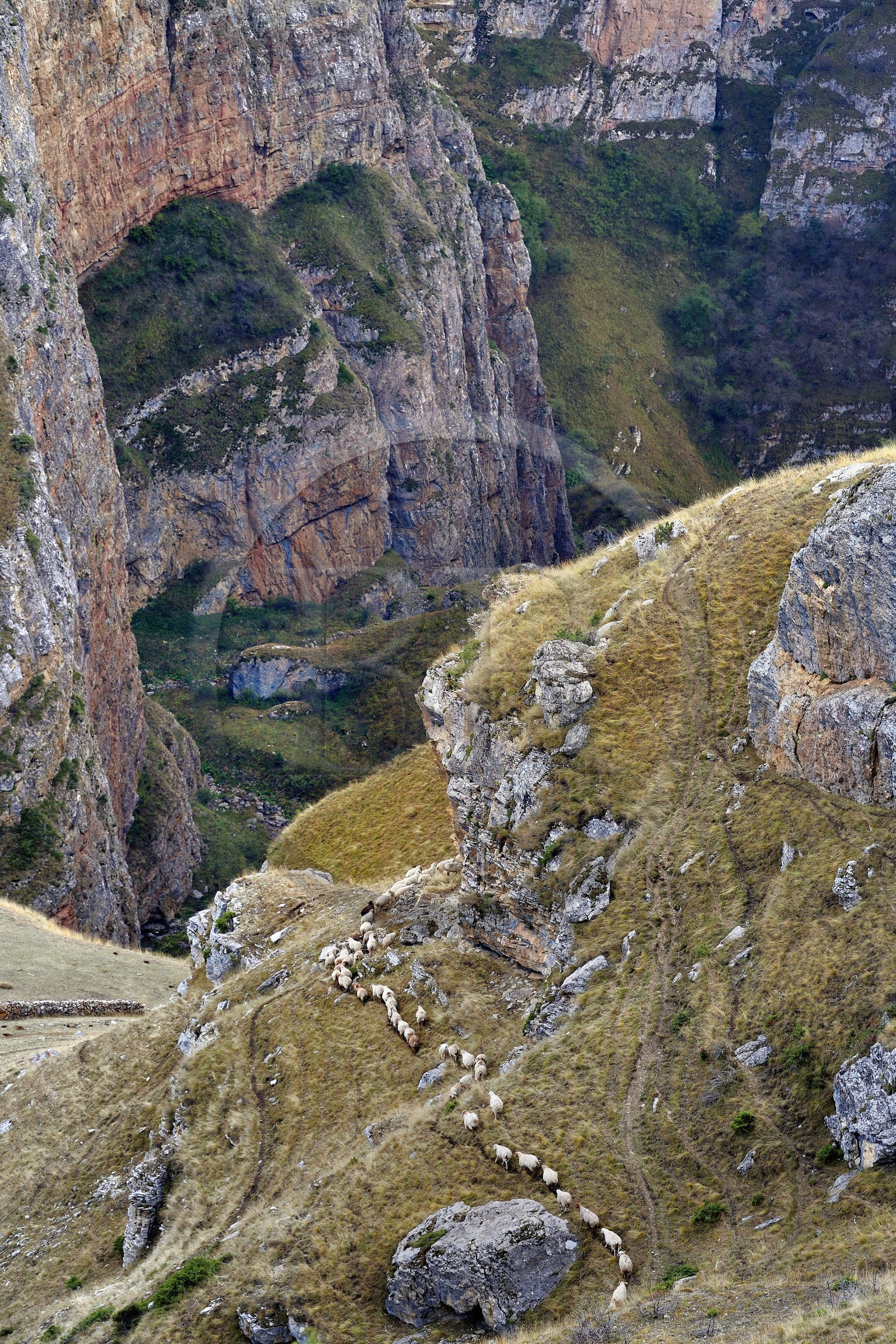 Azerbaïdjan, région de Quba (Guba), chaine de montagne du Grand Caucase, randonnée entre le village de Qalaxudat et de Giriz, colonne de moutons
