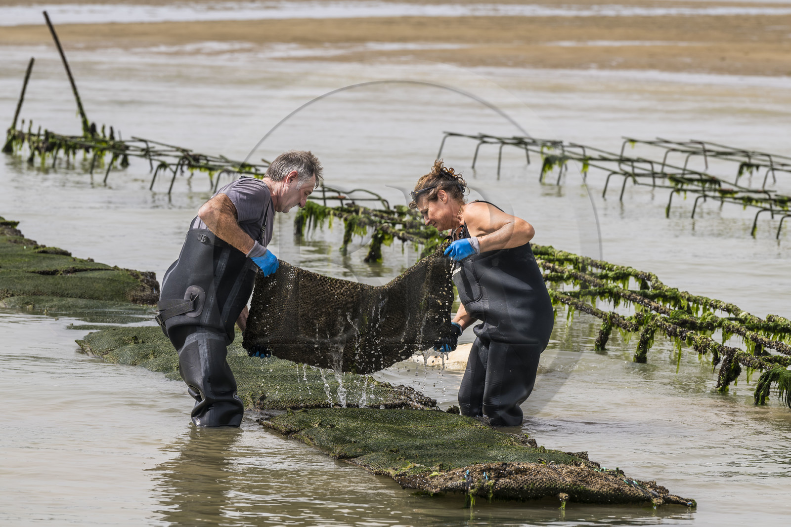 France, Charente-Maritime (17), Ile d'Oléron, Dolus-d’Oléron, les parcs du bassin de Marennes-Oléron dans le Pertuis d'Antioche, Nadia Quillet et son mari Eric retournent des poches de crassostrea gigas dans leurs parcs à huîtres à marée descendante