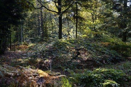 France, Marne, Parc Naturel de la Montagne de Reims (Natural Park of Montagne de Reims), Verzy, les Faux de Verzy, Verzy forest is the main nature reserve in the world for these extraordinary tortuous and winding beech trees