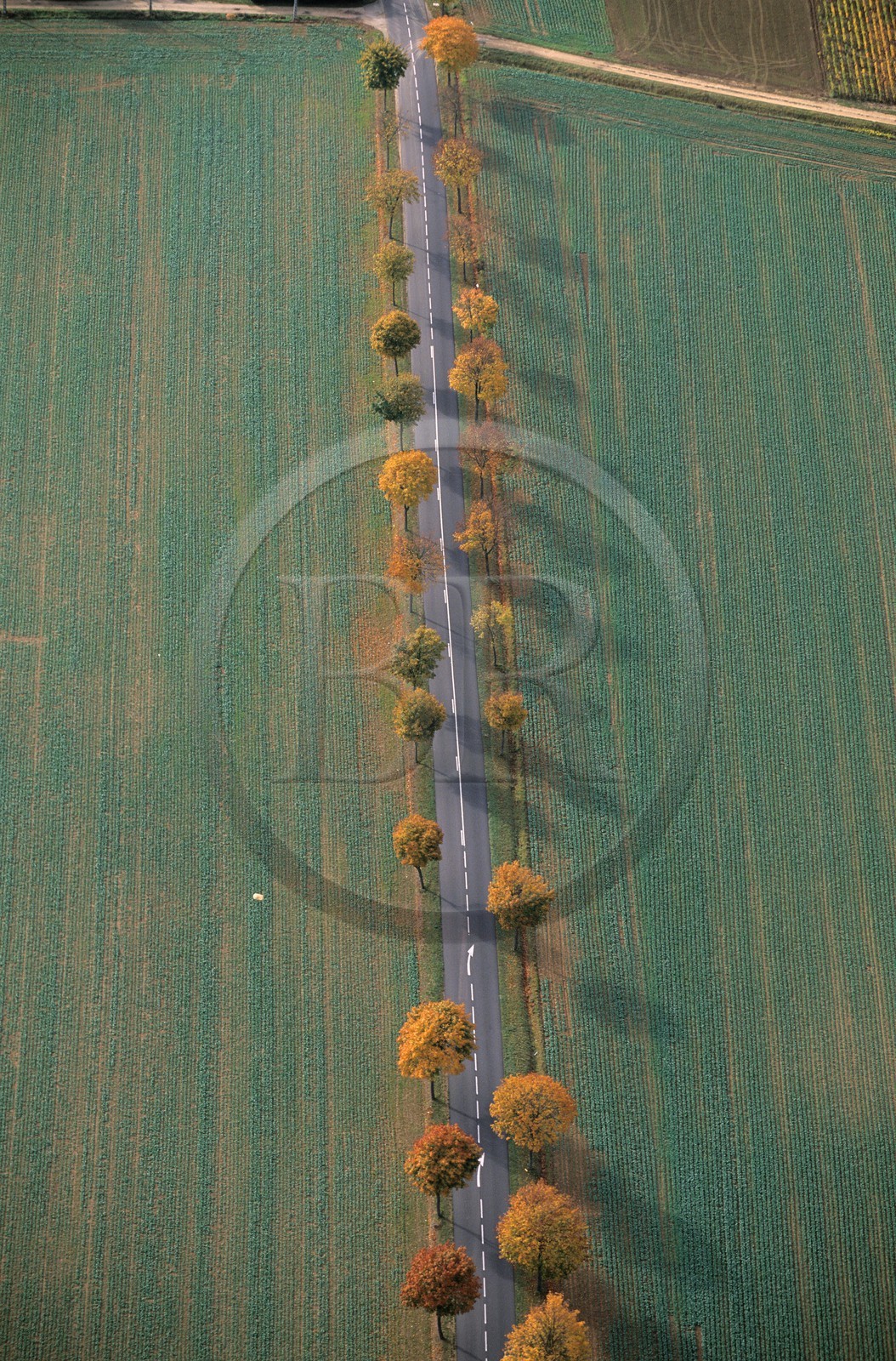 France, Côte-d'Or (21), route rectiligne bordée d'arbre au milieu des champs (vue aérienne)