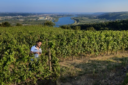 France, Loire (42), Parc Naturel Régional du Pilat, le domaine du Monteillet Stéphane Montez, Stéphane Montez dans ses vignes surplombant le Rhône