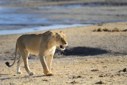 Zimbabwe, Matabeleland North Province, Hwange National Park, lion (Panthera leo) around a pond