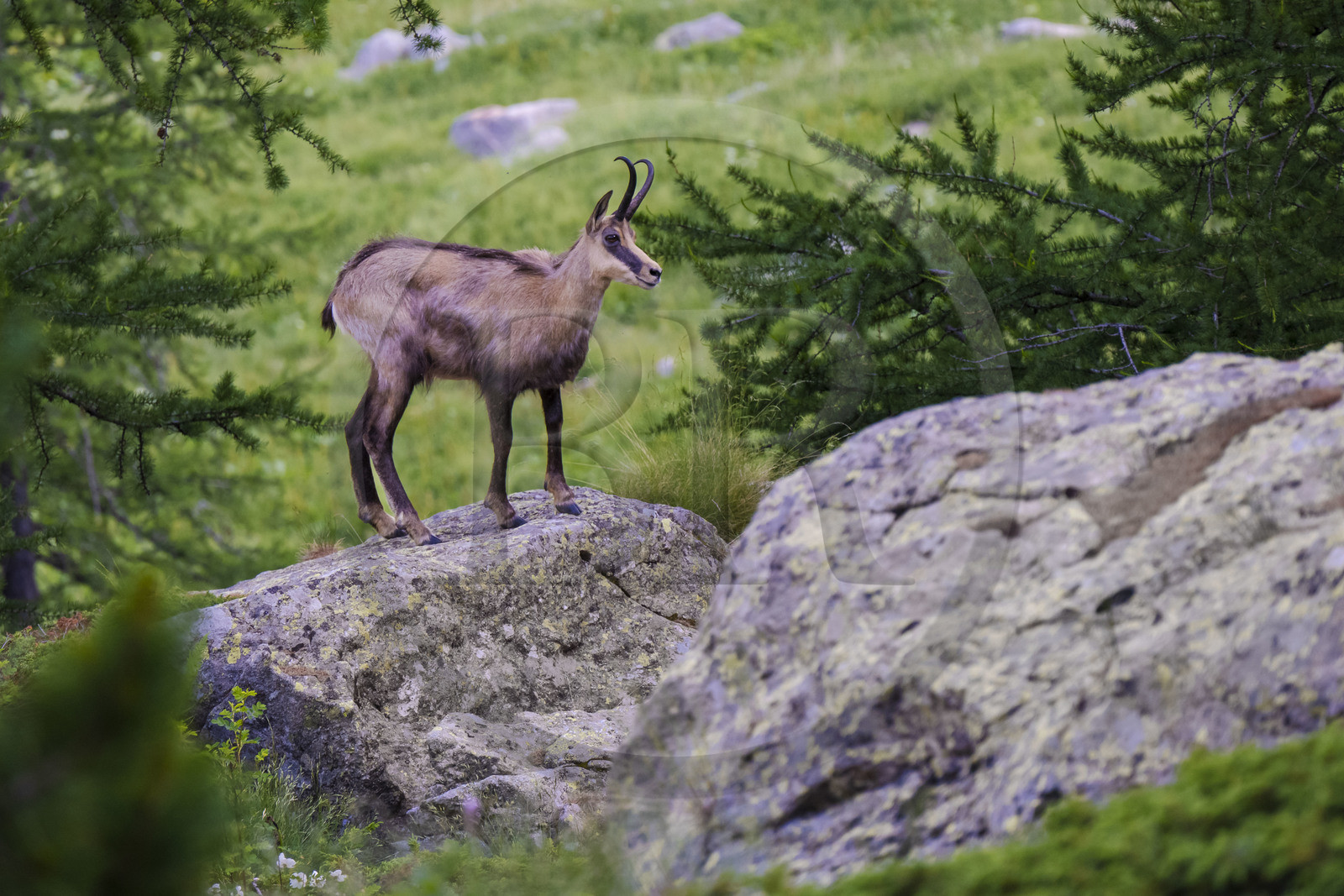 France, Alpes-Maritimes (06), parc national du Mercantour, Haute-Vésubie, Saint-Martin-Vésubie, Val du Haut Boréon, chamois (Rupicapra rupicapra)