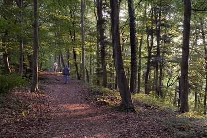 France, Haut Rhin, Sundgau, Oberlarg, path leading to the ruins of the Morimont castle through the forest