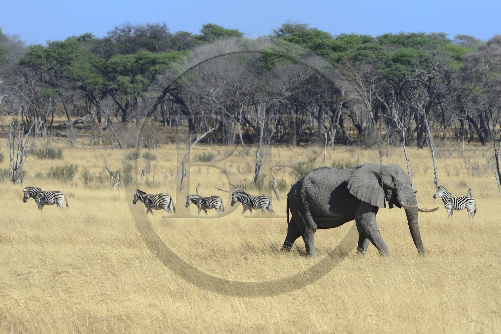 Zimbabwe, province de Matabeleland septentrional, parc national Hwange, éléphant sauvage d'Afrique (Loxodonta africana) et troupeau de Zèbres (equus burchelli)