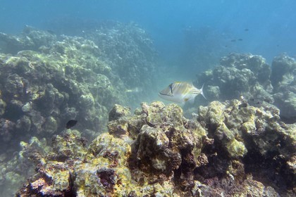 Sultanate of Oman, Governorate of Muscat, Nature Reserve of the Daymaniyat Islands, Coral reef