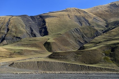 Azerbaïdjan, région de Quba (Guba), chaine de montagne du Grand Caucase, la vallée de la route Xinaliq Yolu vers Khinalug (Xinaliq), troupeau de moutons