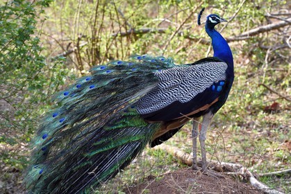 Sri Lanka, province d'Uva, Parc national d'Uda Walawe (Udawalawe National Park), paon bleu (Pavo cristatus)