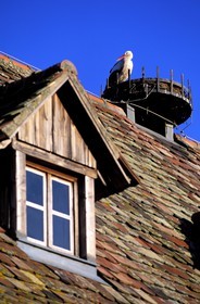France, Haut Rhin, stork in its nest on the roof of a traditional house