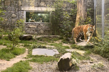 France, Haut-Rhin (68), Mulhouse, parc zoologique et botanique, tigre de Sibérie ou tigre de l'Amour (Panthera tigris altaica)
