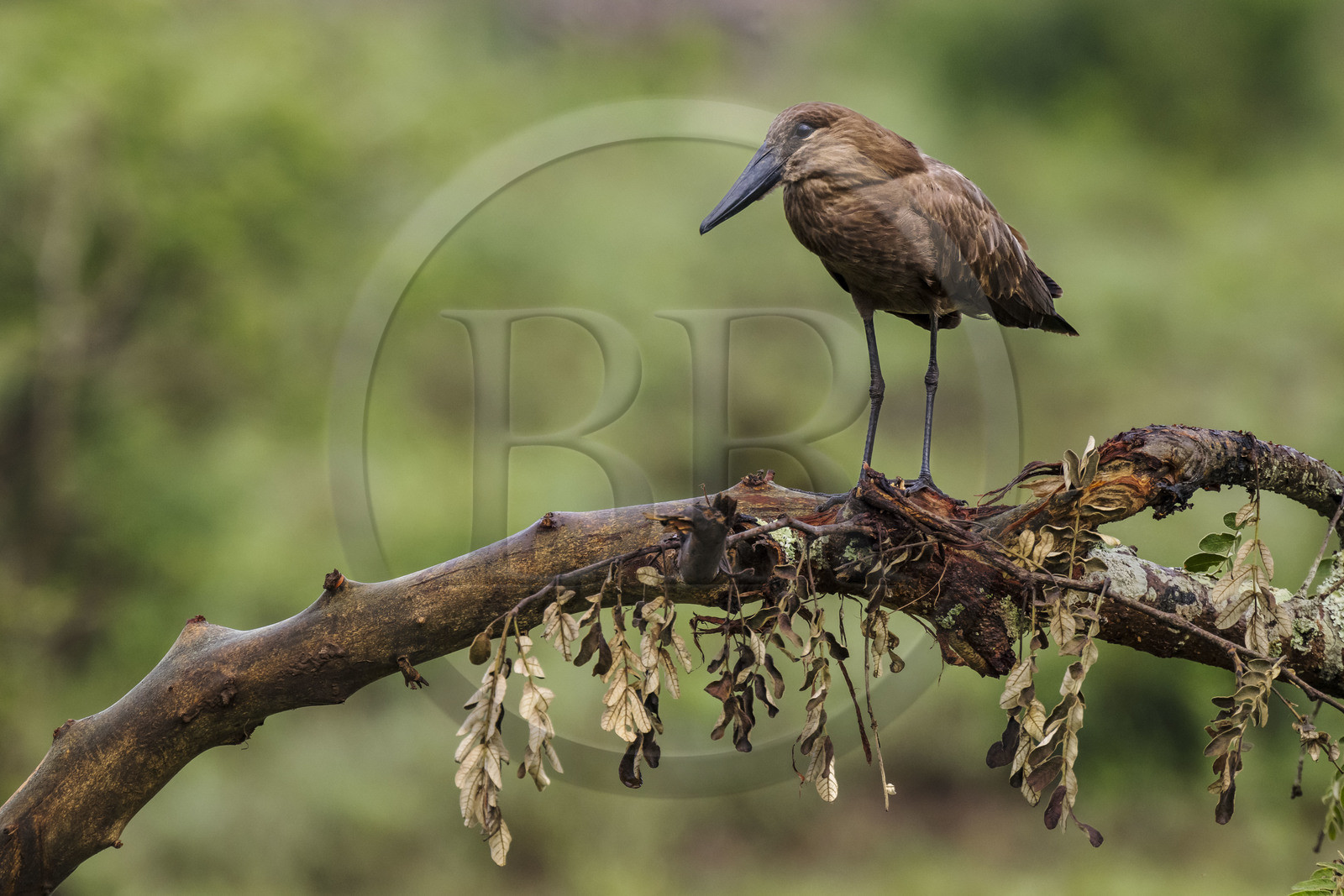 Rwanda, Parc national de l'Akagera, Ombrette africaine ou Ombrette du Sénégal (Scopus umbretta)