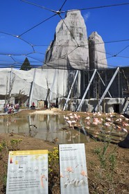 France, Paris (75), Le Parc zoologique de Paris (Zoo de Vincennes), flamands roses (Phoenicopterus roseus) dans la grande volière et en arrière plan le Grand Rocher qui est l’emblème du zoo depuis 1934