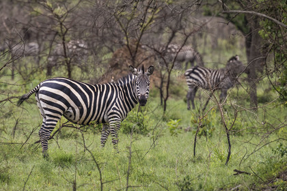 Rwanda, Parc national de l'Akagera, zèbre des plaines (Equus quagga)