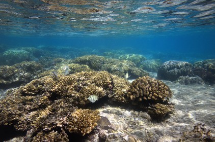 France, Ile de la Reunion, Côte Ouest, Saint-Gilles-Les-Bains (commune de Saint-Paul), le récif corallien du lagon de l'Ermitage, chaetodon (vue sous-marine)