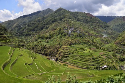 Philippines, province d'Ifugao, les rizières en terrasses de Banaue, classées Patrimoine Mondial de l'UNESCO, alimentées par un ancien système d'irrigation depuis la forêt tropicale au-dessus des terrasses et le village de Cambulo