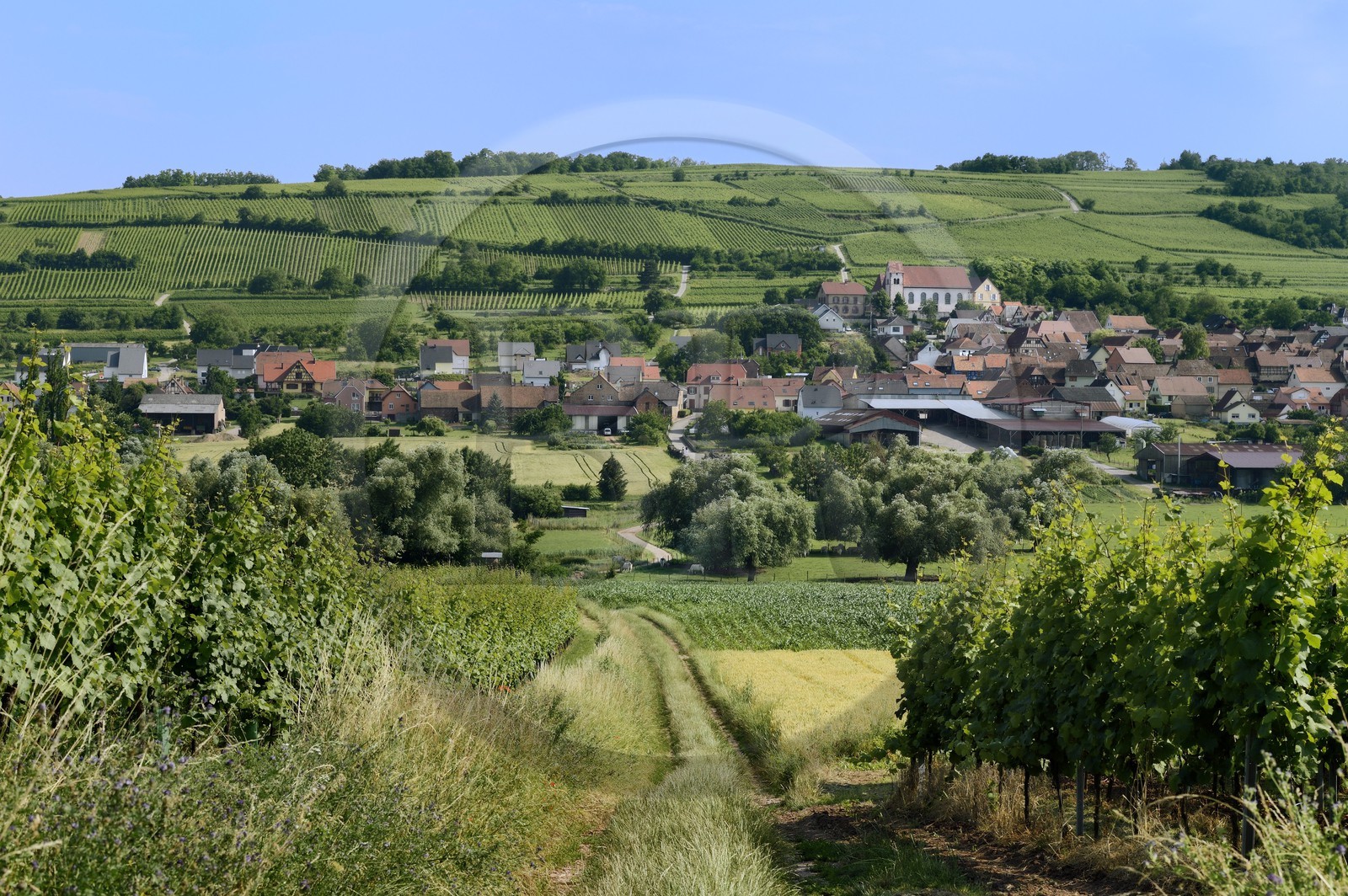 France, Bas-Rhin (67), Route des Vins d'Alsace, le village de Dangolsheim entouré de vignes