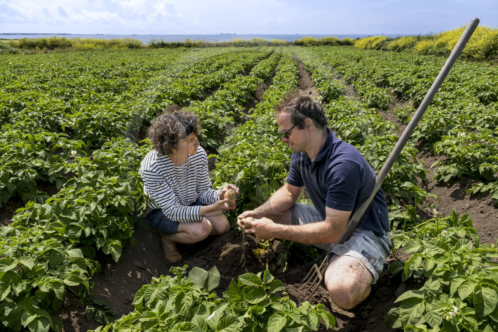 France, Finistère (29), Mer d'Iroise, archipel de Molène, Ile de Quéménès, ferme de Quéménès bio et autonome en énergie, les agriculteurs Amélie Goossens et Etienne Menguy dans leur champ de pommes de terre
