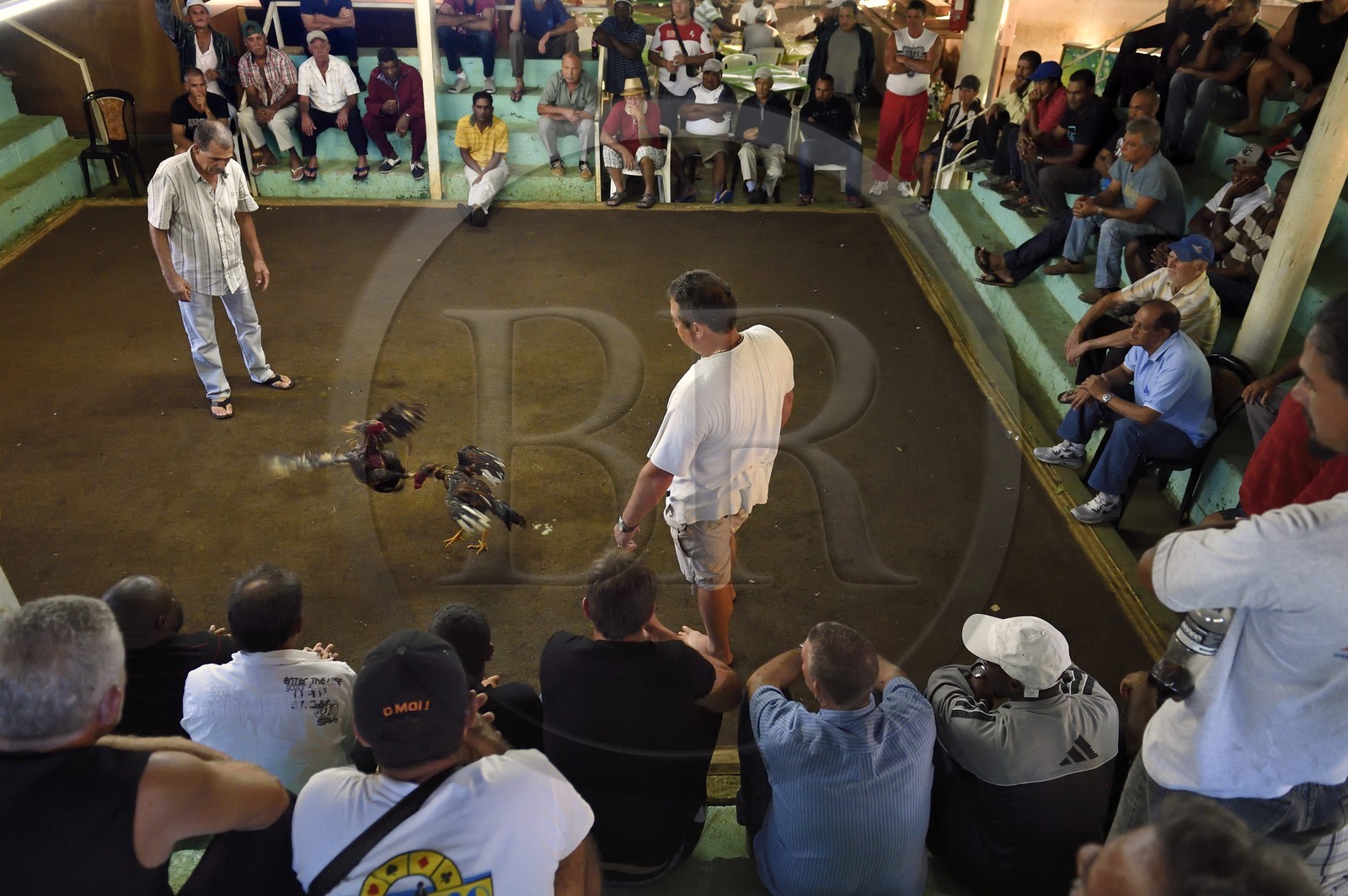 France, Ile de la Reunion, Petit Tampon, combat de coqs dans le Rond de Coq