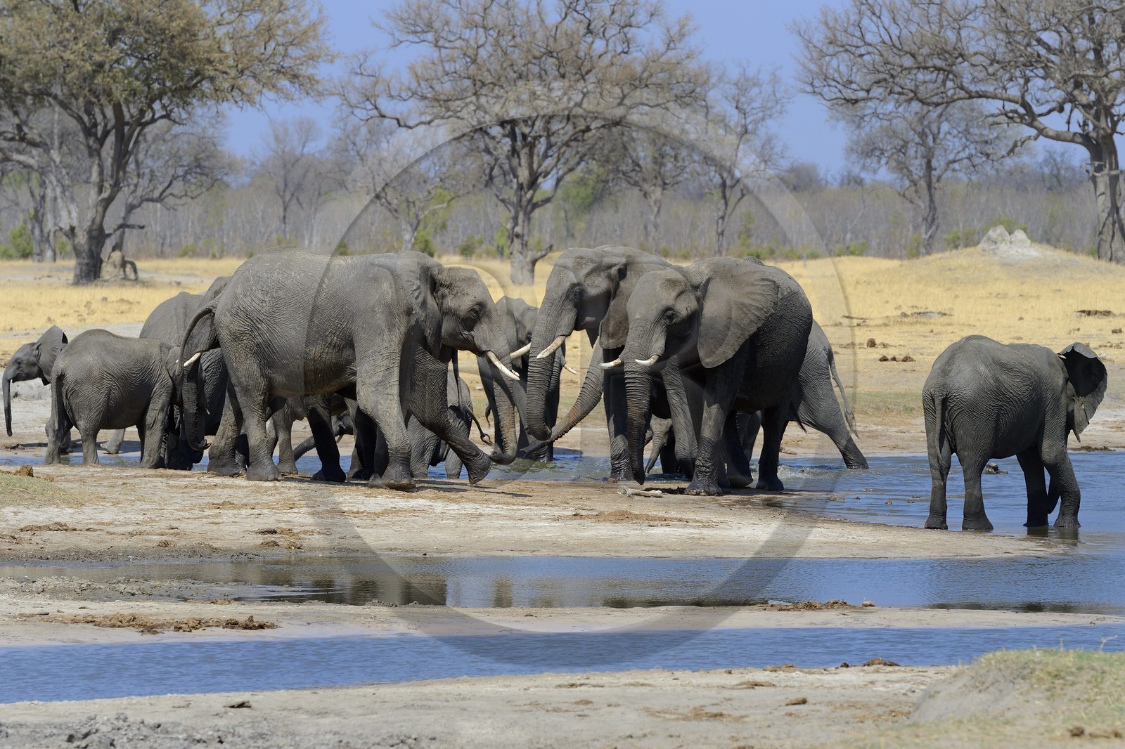 Zimbabwe, province de Matabeleland septentrional, parc national Hwange, éléphants sauvages d'Afrique (Loxodonta africana) autour d'un point d'eau