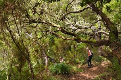 Portugal, Ile de Madère, Portugal, Ile de Madère, randonnée par la levada do Alecrim dans La forêt de Rabaçal, la forêt Laurissilva classée Patrimoine Mondial de l'UNESCO, unique vestige de la forêt primaire qui recouvrait le sud de l’Europe il y a des millions d’années, sentier sous les bruyères arborescentes