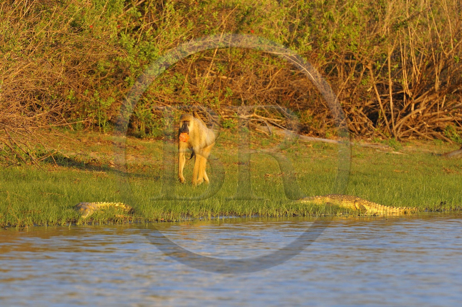 Tanzanie, Reserve de gibier de Selous une des plus grandes zones protégées au monde et inscrite sur la liste du patrimoine mondial de l’Unesco depuis 1982, Babouin jaune (Papio hamadryas cynocephalus) passant non loin de bébés crocodiles