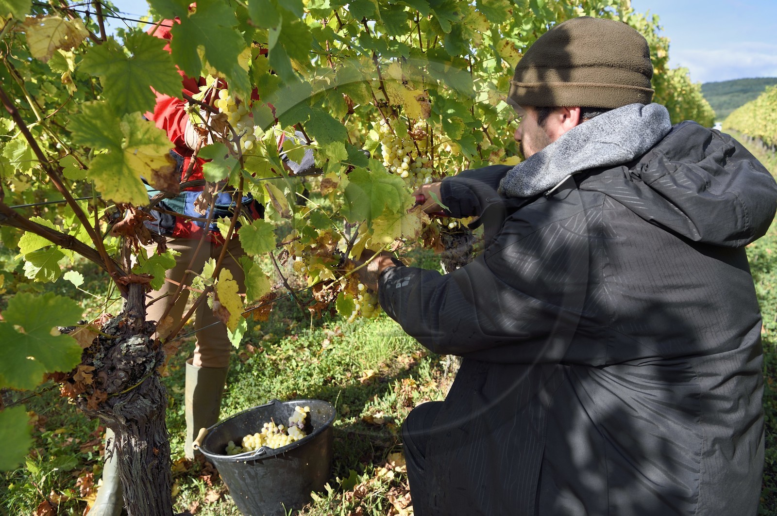 France, Haut-Rhin (68), Route des vins d'Alsace, Ribeauvillé, vendanges sur une parcelle du Domaine viticole Marcel Deiss France, Haut-Rhin (68), Route des vins d'Alsace, Ribeauvillé, vendanges sur une parcelle du Domaine viticole Marcel Deiss