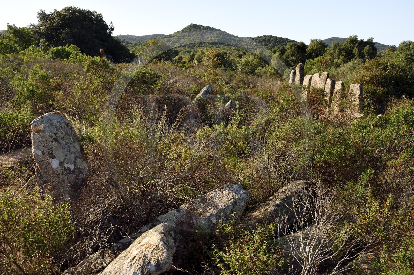 France, Corse-du-Sud (2A), Sartène, alignements de menhirs de Palaggiu (Pagliaju), dressés entre 1900 et 1000 avant Jésus-Christ, avec ses 258 menhirs, c'est le plus important de Méditerranée