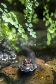 Espagne, Catalogne, Barcelone, Port Vell, l'aquarium, sauteur de vase atlantique (Periophthalmus barbarus)