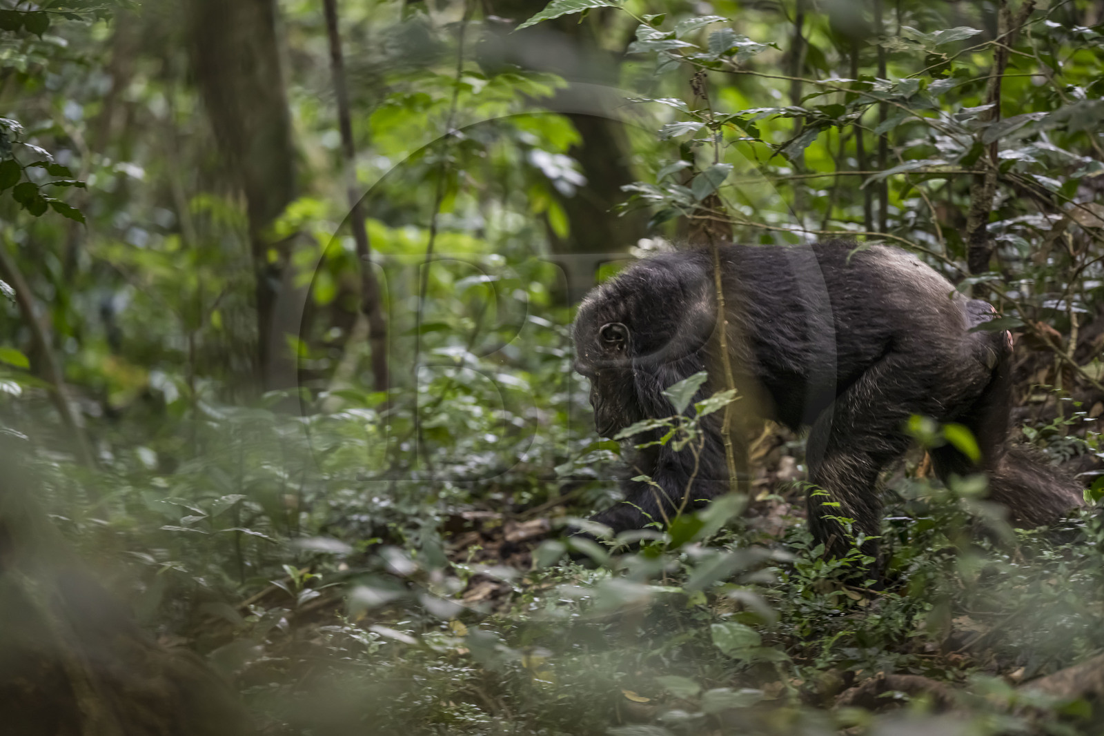 Rwanda, Province de l’Ouest, Nyakabuye, Parc national de Nyungwe, forêt tropicale humide naturelle de Cyamudongo, Chimpanzé commun (Pan Troglodytes) Rwanda, Province de l’Ouest, Nyakabuye, Parc national de Nyungwe, forêt tropicale humide naturelle de Cyamudongo, Chimpanzé commun (Pan Troglodytes)
