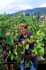 France, Haut Rhin, the Alsace Wine Route, Hunawihr village, labelled Les Plus Beaux Villages de France (The Most Beautiful Villages of France), grape harvest