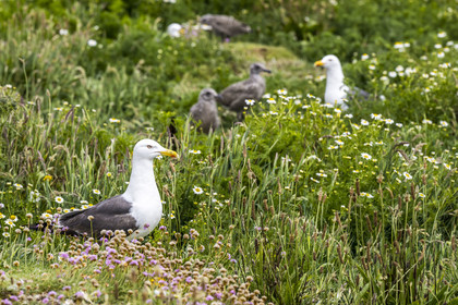 France, Finistère, Abers Country (Pays des Abers), Ile Vierge (Virgin Island) in the Lilia archipelago, many gulls populate the island during the nesting period