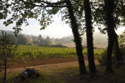 France, Var (83), Provence Verte, Bras, vers Saint-Maximin-la-Sainte-Baume, la maison d'hotes Le Peyrourier - une campagne en Provence