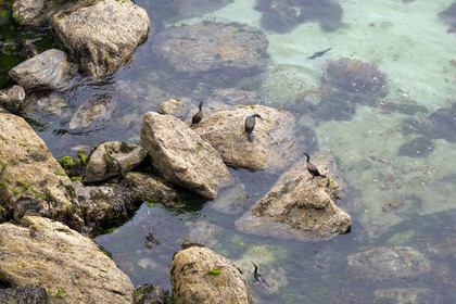 France, Morbihan, Groix Island, the Pointe de Pen-Men nature reserve, cormorants on the rocks