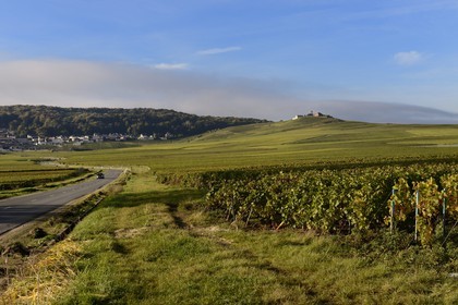 France, Marne, regional park of Montagne de Reims, Verzenay, Champagne vineyards