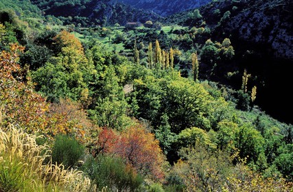 France, Var (83), la végétation au coeur des Gorges du Verdon