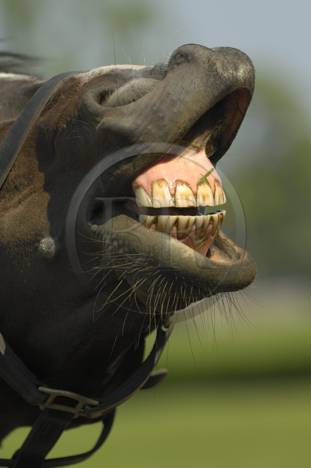 Irlande, Co. Kildare, Maynooth, harras de Moyglare (Stud), rire chevalin