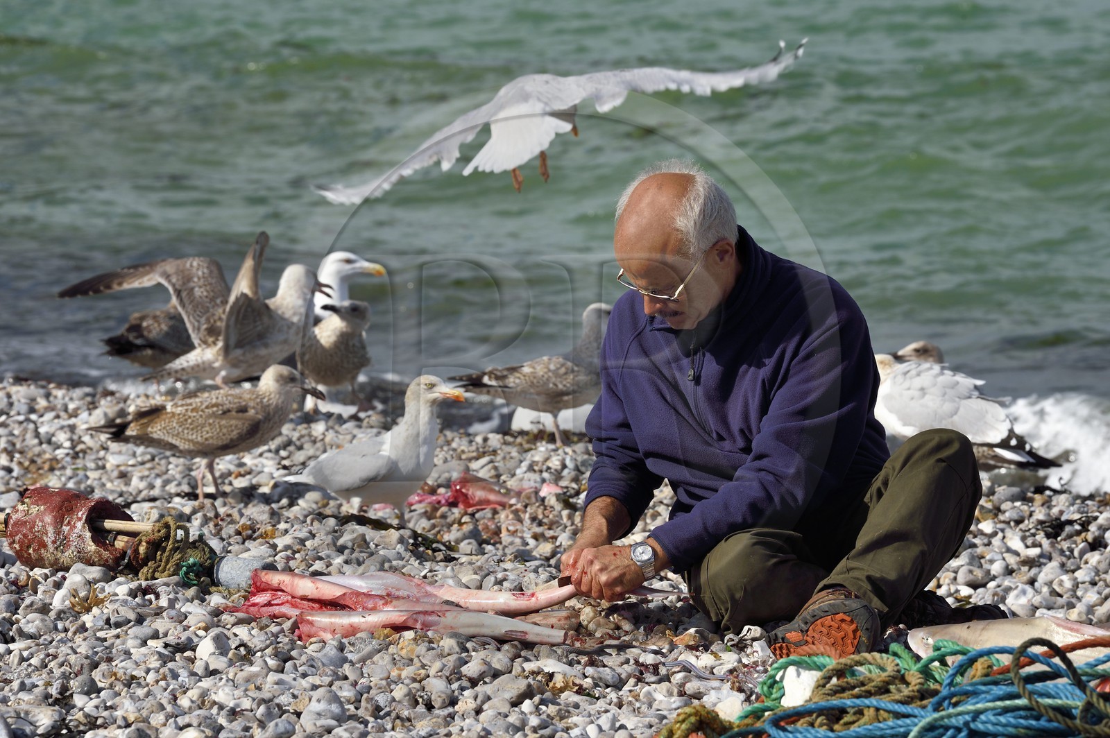 France, Seine-Maritime (76), Côte d'Albâtre, Pays de Caux, Yport, port d'echouage sur la plage, le pecheur Alain Moulin vidant un requin-hâ (Galeorhinus galeus)