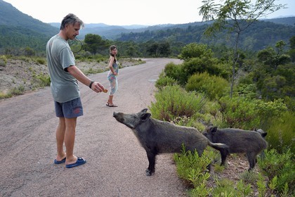 France, Var, Agay area next to Saint-Raphael, wild boars (Sus scrofa) proliferate in the Massif de l'Esterel (Esterel Massif),
